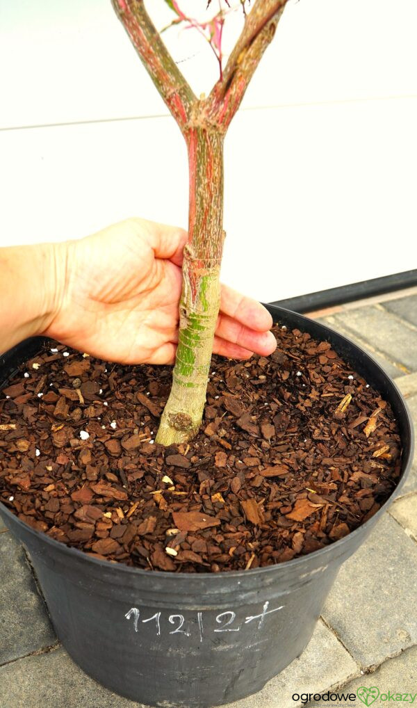 KLON PALMOWY RAINBOW Acer palmatum ‚Rainbow‘