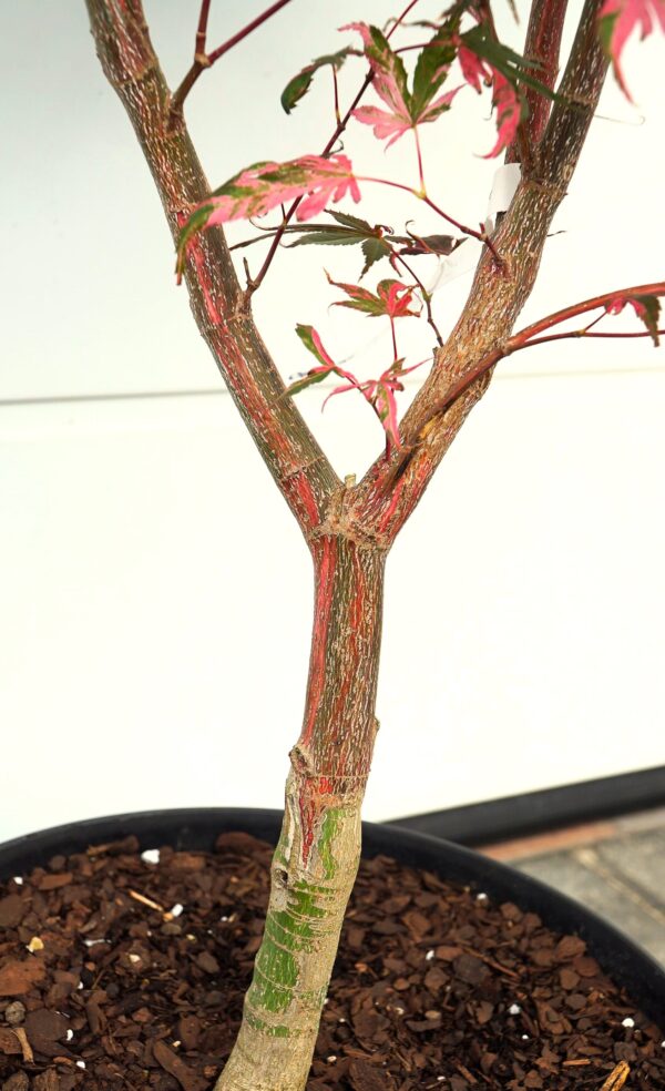 KLON PALMOWY RAINBOW Acer palmatum ‚Rainbow‘