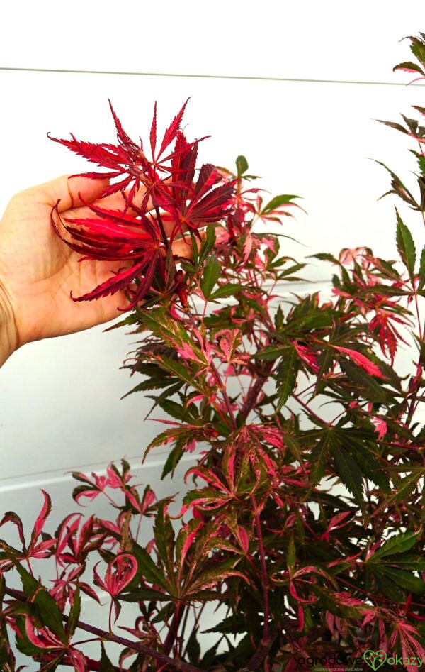 KLON PALMOWY RAINBOW Acer palmatum ‚Rainbow‘