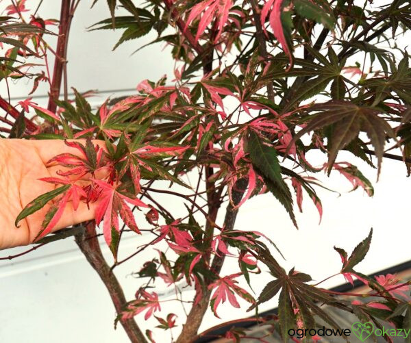 KLON PALMOWY RAINBOW Acer palmatum ‚Rainbow‘
