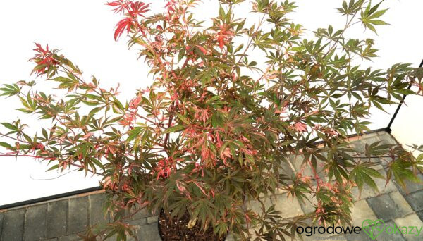 KLON PALMOWY RAINBOW Acer palmatum ‚Rainbow‘