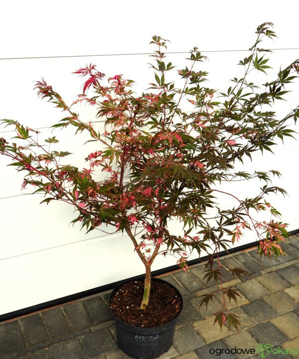 KLON PALMOWY RAINBOW Acer palmatum ‚Rainbow‘