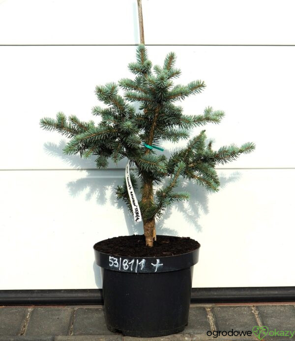 ŚWIERK KŁUJĄCY DONNA'S RAINBOW Picea pungens 'Donna's Rainbow'