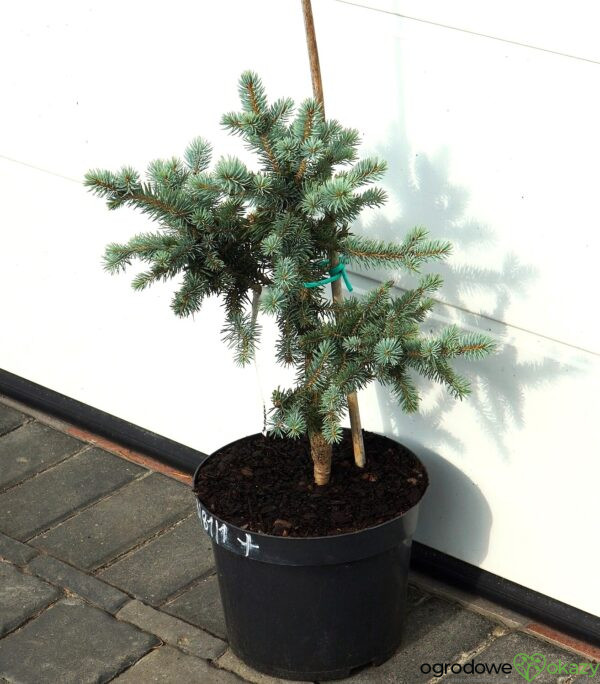 ŚWIERK KŁUJĄCY DONNA'S RAINBOW Picea pungens 'Donna's Rainbow'