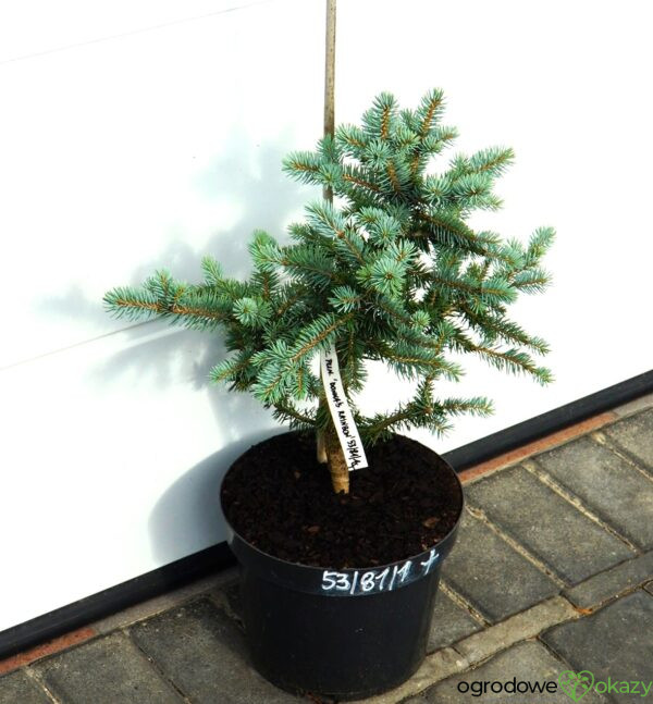 ŚWIERK KŁUJĄCY DONNA'S RAINBOW Picea pungens 'Donna's Rainbow'