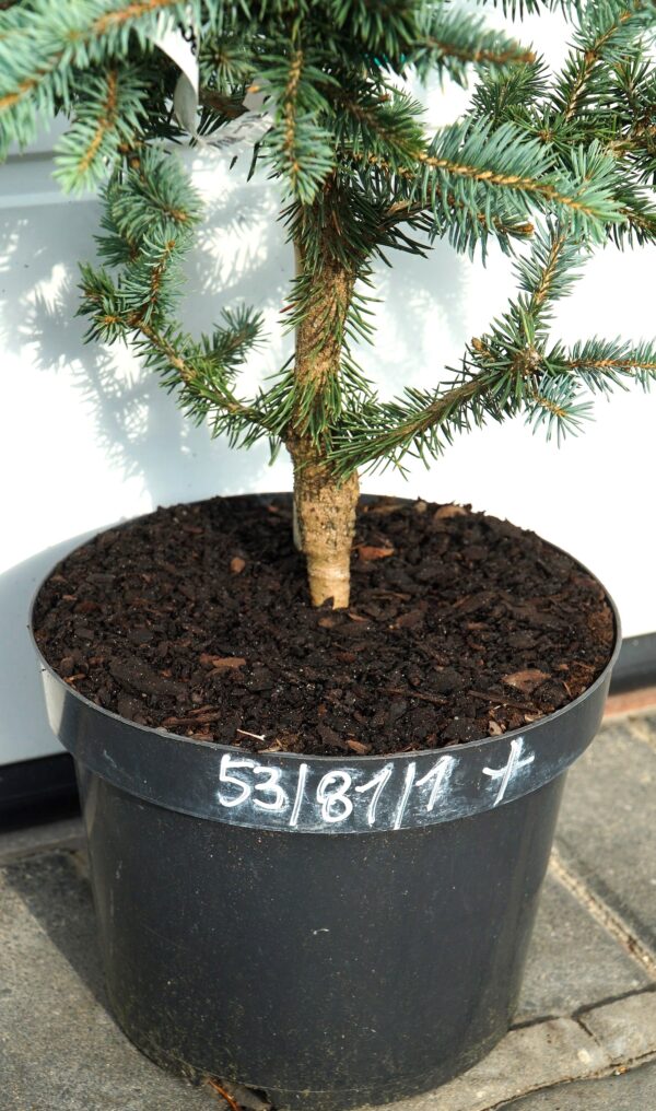 ŚWIERK KŁUJĄCY DONNA'S RAINBOW Picea pungens 'Donna's Rainbow'