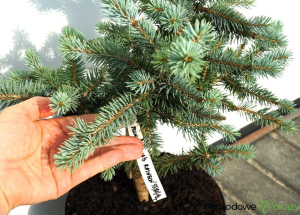 ŚWIERK KŁUJĄCY DONNA'S RAINBOW Picea pungens 'Donna's Rainbow'
