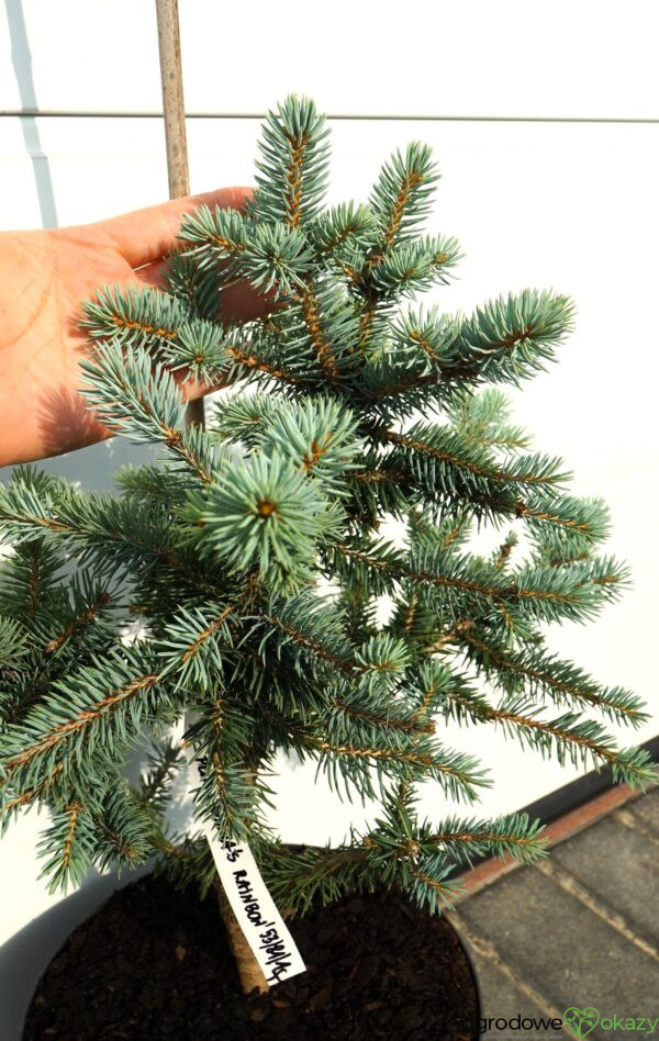 ŚWIERK KŁUJĄCY DONNA'S RAINBOW Picea pungens 'Donna's Rainbow'