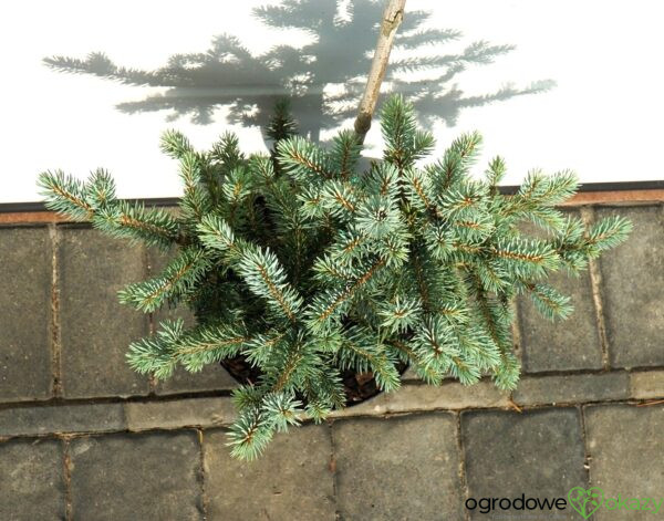 ŚWIERK KŁUJĄCY DONNA'S RAINBOW Picea pungens 'Donna's Rainbow'