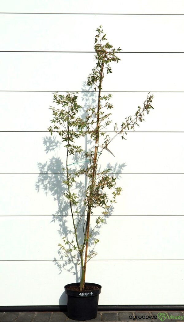 KLON PALMOWY ORI ZURU Acer palmatum 'Ori zuru'