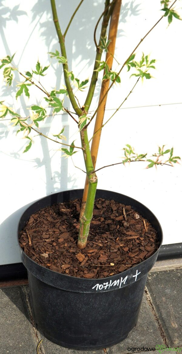 KLON PALMOWY ORI ZURU Acer palmatum 'Ori zuru'