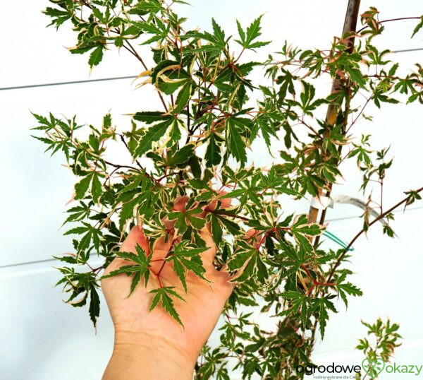 KLON PALMOWY ORI ZURU Acer palmatum 'Ori zuru'