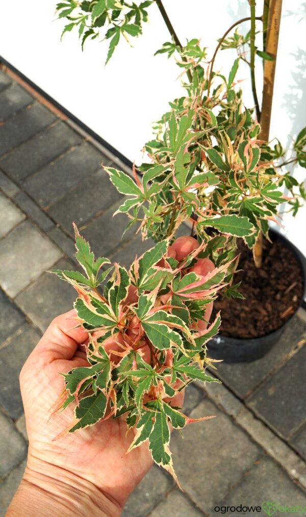 KLON PALMOWY ORI ZURU Acer palmatum 'Ori zuru'