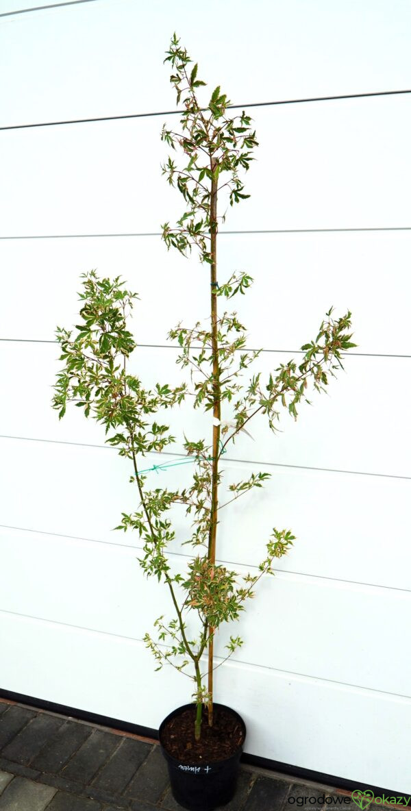KLON PALMOWY ORI ZURU Acer palmatum 'Ori zuru'