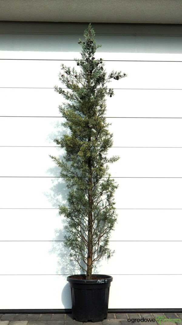 CYPRYS ARIZOŃSKI FASTIGIATA Cupressus arizonica 'Fastigiata'