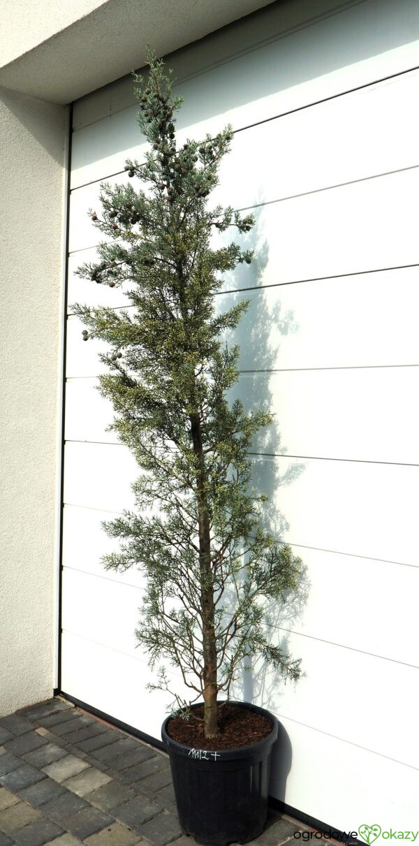 CYPRYS ARIZOŃSKI FASTIGIATA Cupressus arizonica 'Fastigiata'