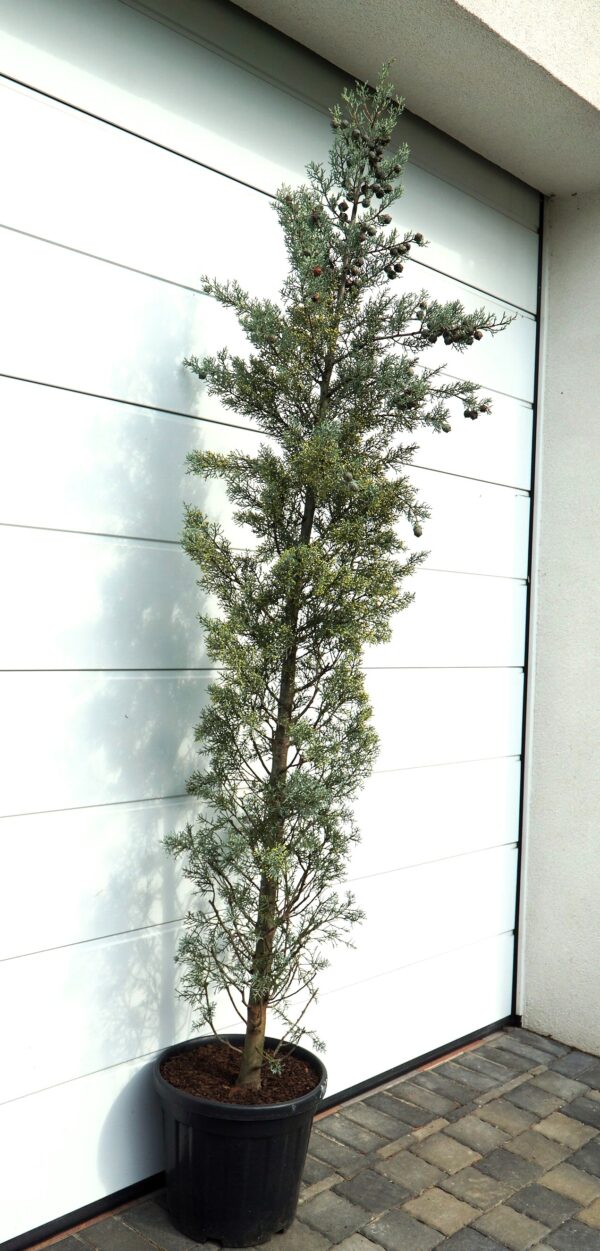 CYPRYS ARIZOŃSKI FASTIGIATA Cupressus arizonica 'Fastigiata'