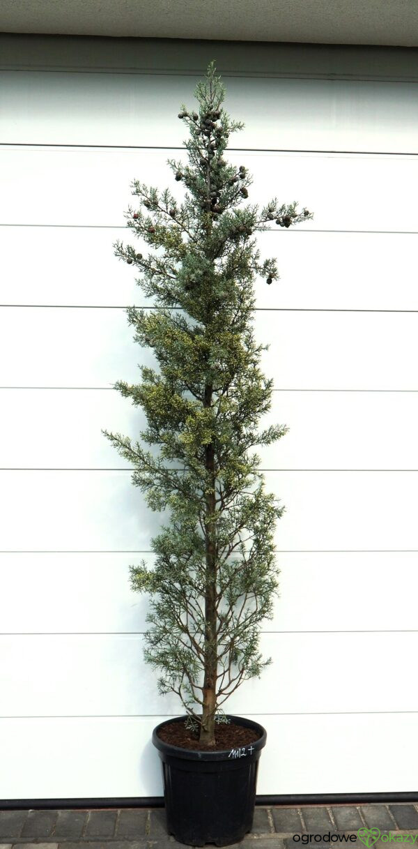 CYPRYS ARIZOŃSKI FASTIGIATA Cupressus arizonica 'Fastigiata'