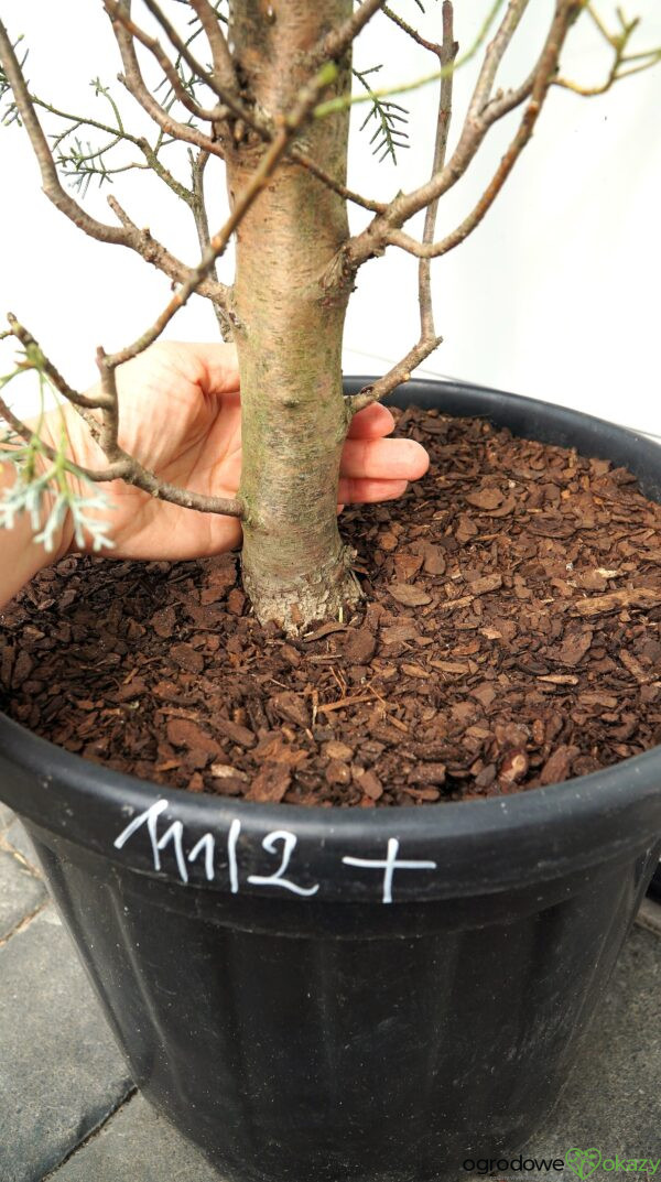 CYPRYS ARIZOŃSKI FASTIGIATA Cupressus arizonica 'Fastigiata'