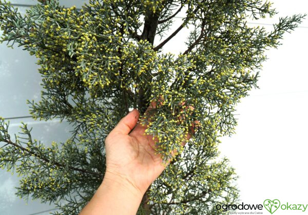 CYPRYS ARIZOŃSKI FASTIGIATA Cupressus arizonica 'Fastigiata'