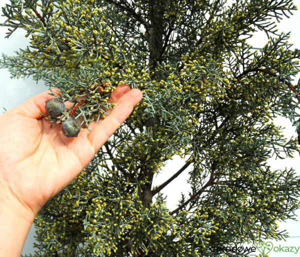 CYPRYS ARIZOŃSKI FASTIGIATA Cupressus arizonica 'Fastigiata'