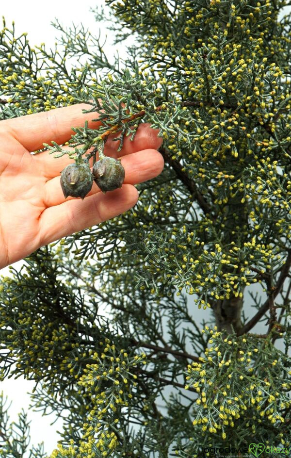 CYPRYS ARIZOŃSKI FASTIGIATA Cupressus arizonica 'Fastigiata'
