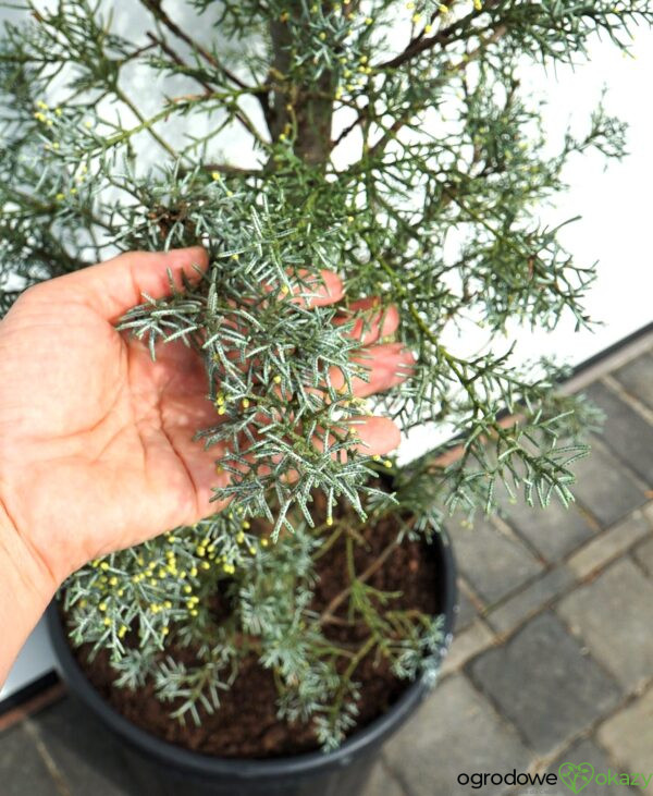 CYPRYS ARIZOŃSKI FASTIGIATA Cupressus arizonica 'Fastigiata'