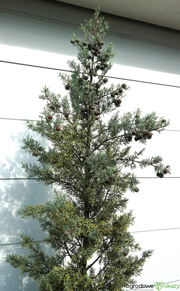 CYPRYS ARIZOŃSKI FASTIGIATA Cupressus arizonica 'Fastigiata'