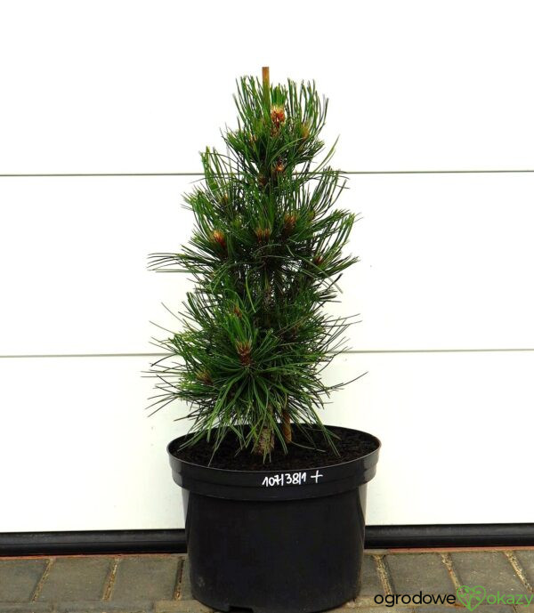 SOSNA BOŚNIACKA ATZE SAULE Pinus heldreichii 'Atze Saule'