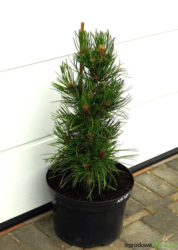 SOSNA BOŚNIACKA ATZE SAULE Pinus heldreichii 'Atze Saule'
