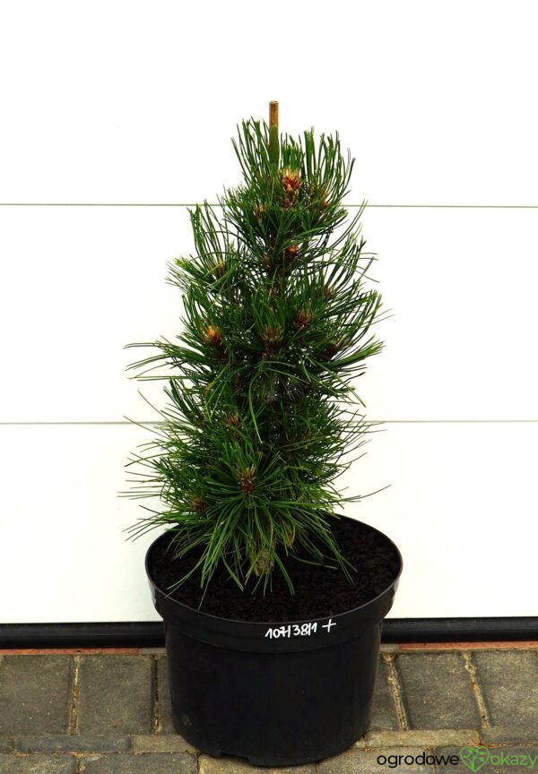 SOSNA BOŚNIACKA ATZE SAULE Pinus heldreichii 'Atze Saule'