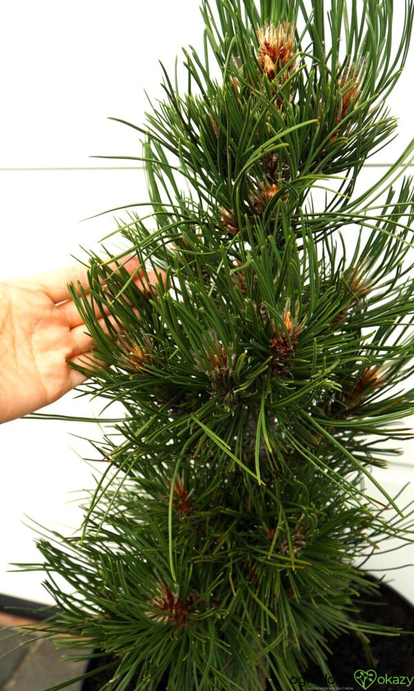 SOSNA BOŚNIACKA ATZE SAULE Pinus heldreichii 'Atze Saule'