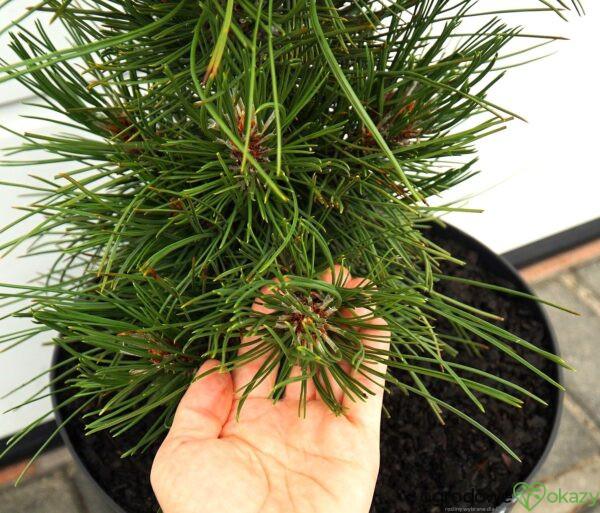 SOSNA BOŚNIACKA ATZE SAULE Pinus heldreichii 'Atze Saule'
