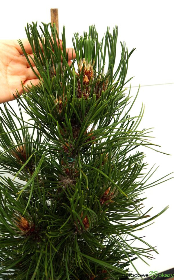 SOSNA BOŚNIACKA ATZE SAULE Pinus heldreichii 'Atze Saule'