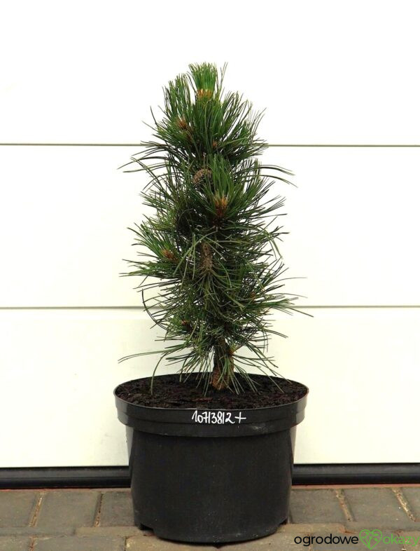 SOSNA BOŚNIACKA ATZE SAULE Pinus heldreichii 'Atze Saule'