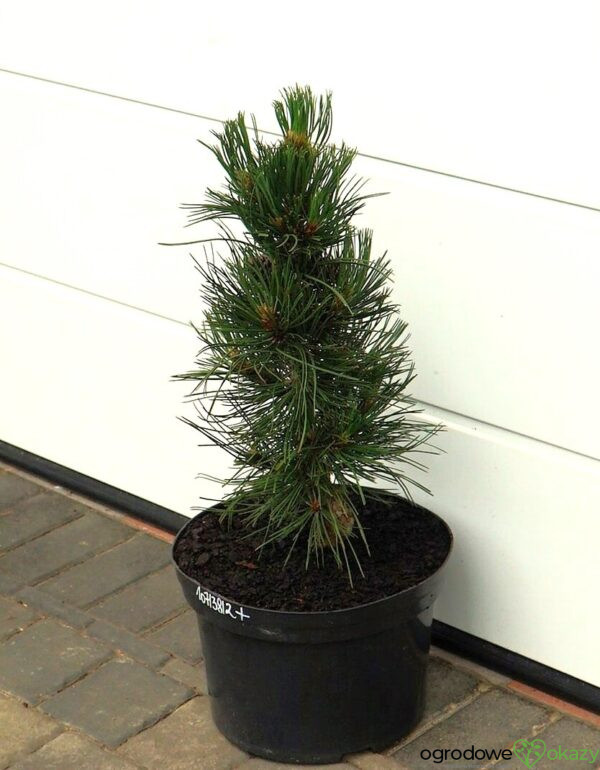 SOSNA BOŚNIACKA ATZE SAULE Pinus heldreichii 'Atze Saule'
