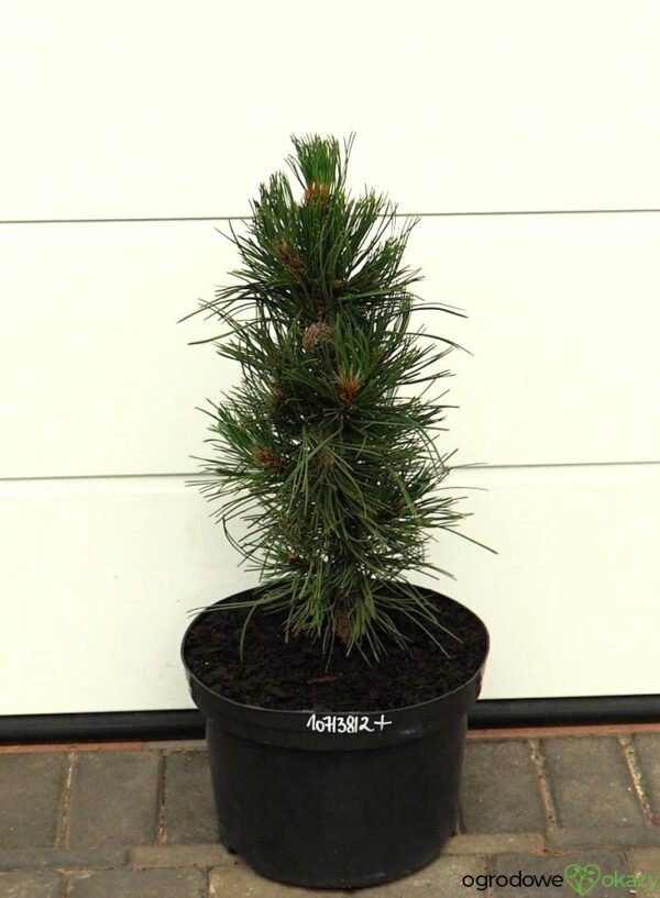 SOSNA BOŚNIACKA ATZE SAULE Pinus heldreichii 'Atze Saule'