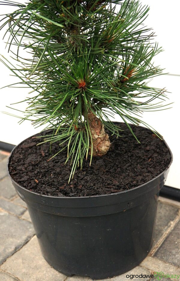 SOSNA BOŚNIACKA ATZE SAULE Pinus heldreichii 'Atze Saule'