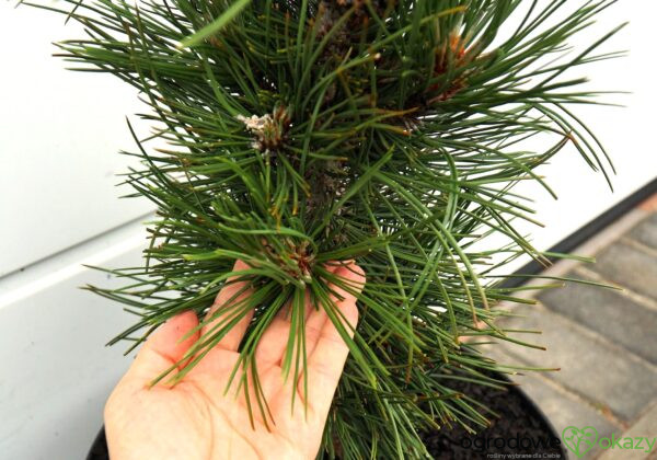 SOSNA BOŚNIACKA ATZE SAULE Pinus heldreichii 'Atze Saule'