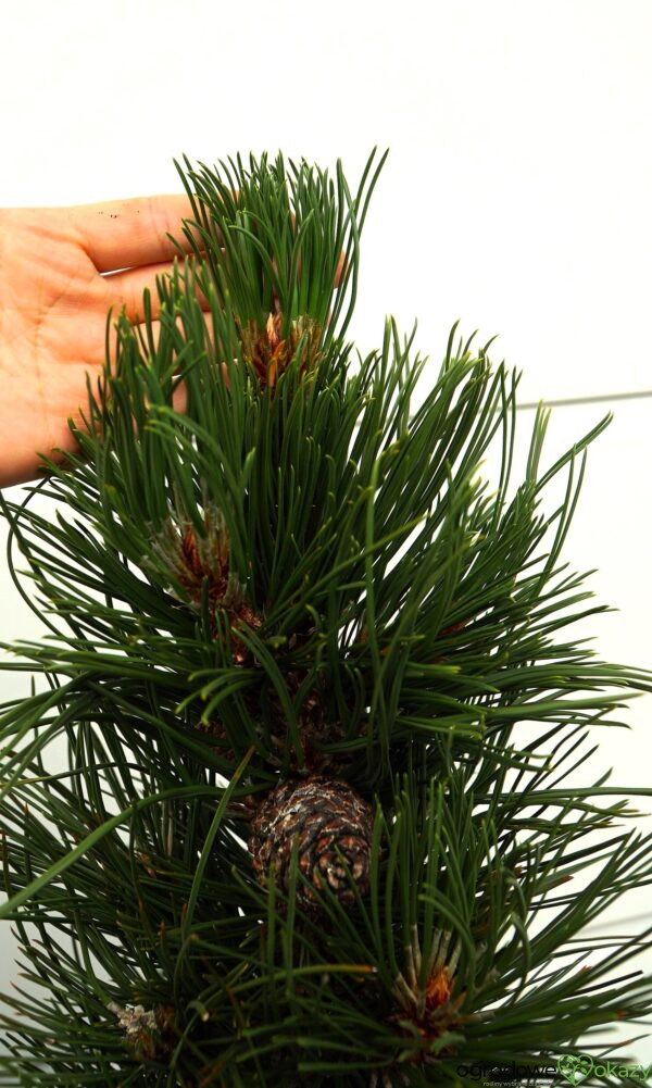 SOSNA BOŚNIACKA ATZE SAULE Pinus heldreichii 'Atze Saule'