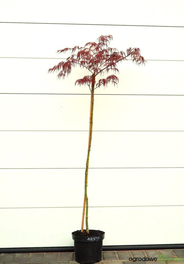 KLON PALMOWY INABA SHIDARE Acer palmatum 'Inaba shidare'