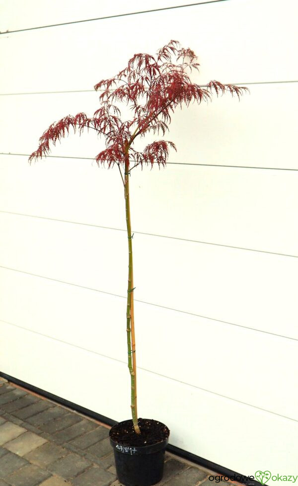 KLON PALMOWY INABA SHIDARE Acer palmatum 'Inaba shidare'
