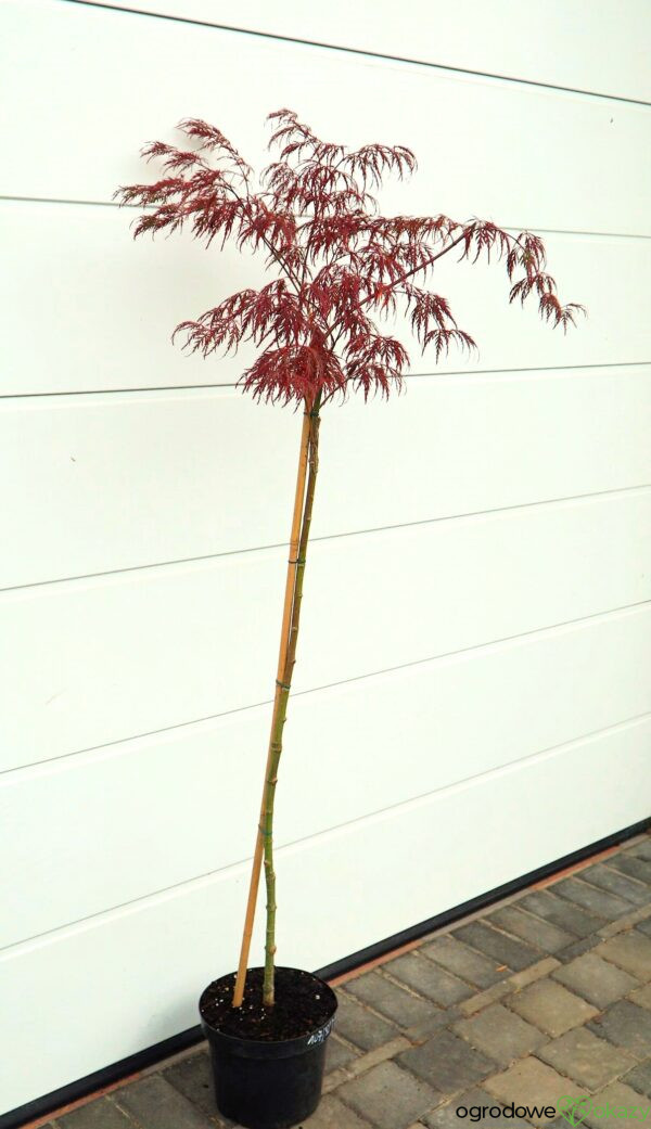 KLON PALMOWY INABA SHIDARE Acer palmatum 'Inaba shidare'