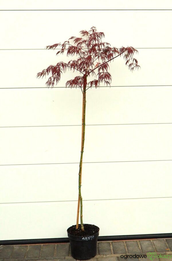 KLON PALMOWY INABA SHIDARE Acer palmatum 'Inaba shidare'