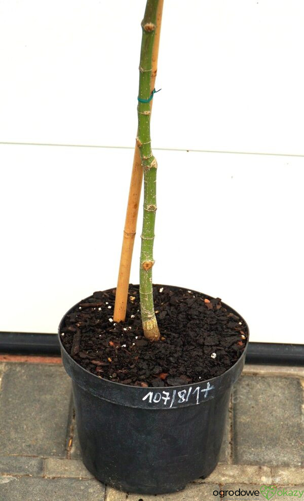 KLON PALMOWY INABA SHIDARE Acer palmatum 'Inaba shidare'
