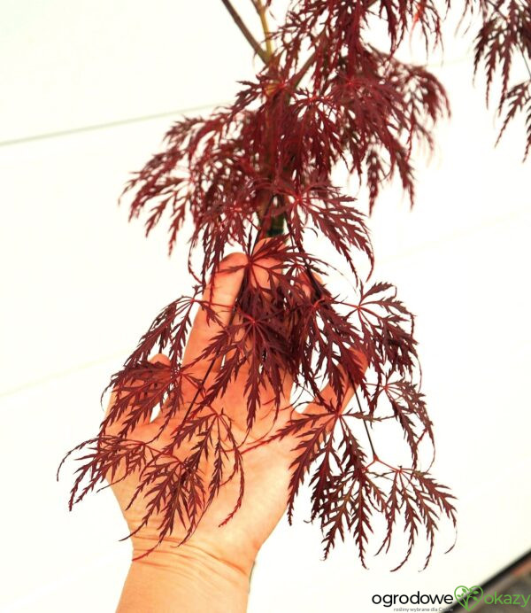 KLON PALMOWY INABA SHIDARE Acer palmatum 'Inaba shidare'