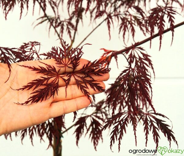 KLON PALMOWY INABA SHIDARE Acer palmatum 'Inaba shidare'
