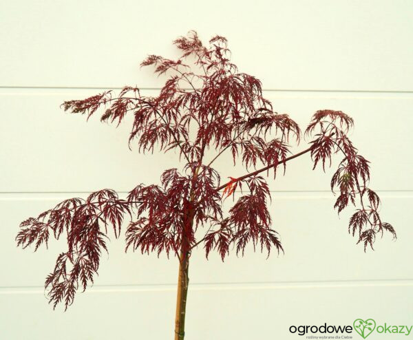 KLON PALMOWY INABA SHIDARE Acer palmatum 'Inaba shidare'