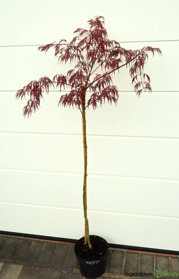KLON PALMOWY INABA SHIDARE Acer palmatum 'Inaba shidare'