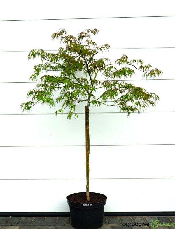 KLON PALMOWY PINK FILIGREE Acer palmatum 'Pink Filigree'